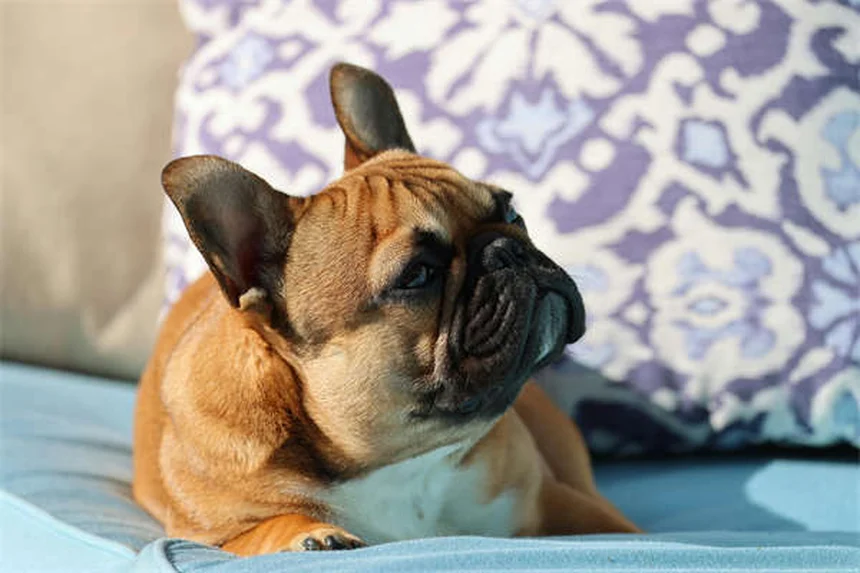 犬のサルモネラ感染症とは？症状・治療法を獣医が解説