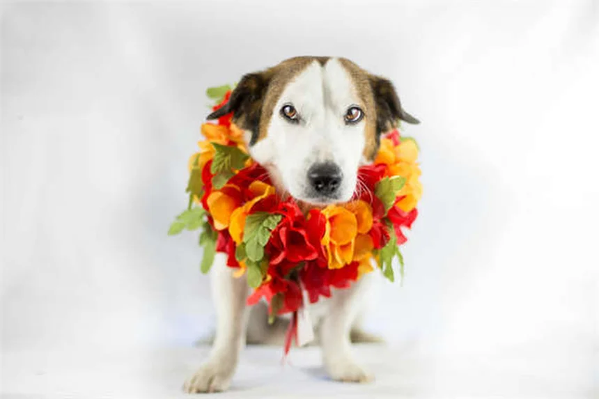 犬のサルモネラ感染症とは？症状・治療法を獣医が解説