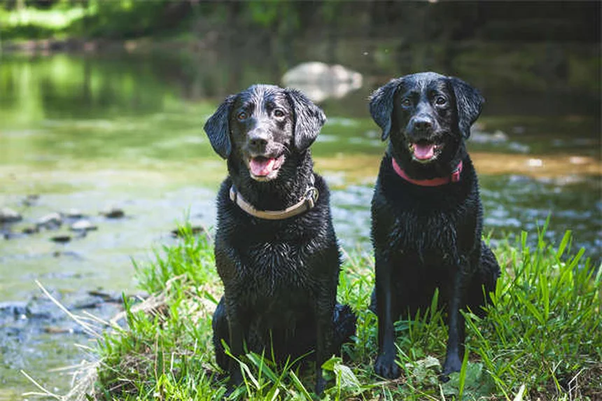 犬の歯の本数は人間と同じ？子犬の歯の生え変わり完全ガイド