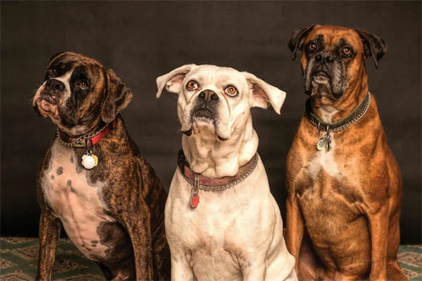 犬の歯の本数は人間と同じ？子犬の歯の生え変わり完全ガイド
