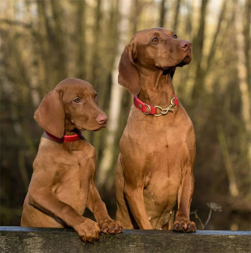 犬の歯の本数は人間と同じ？子犬の歯の生え変わり完全ガイド