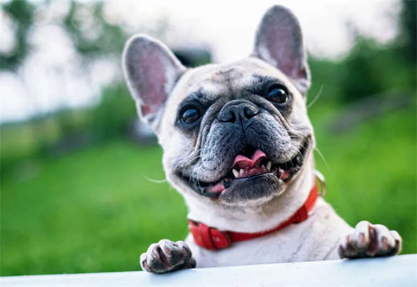 愛犬の安楽死を決断するタイミングと方法【獣医師が解説】