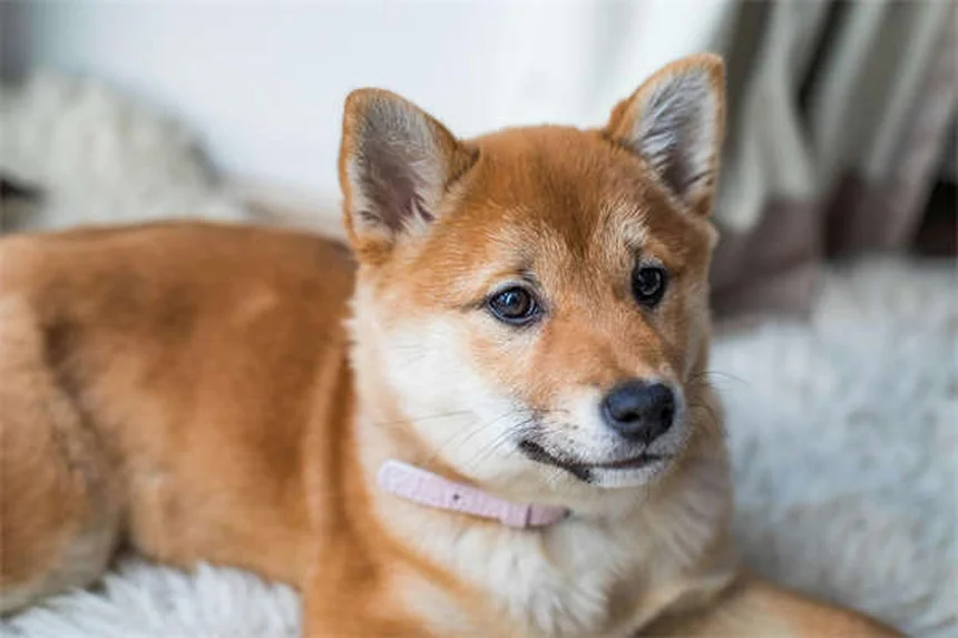 愛犬の安楽死を決断するタイミングと方法【獣医師が解説】