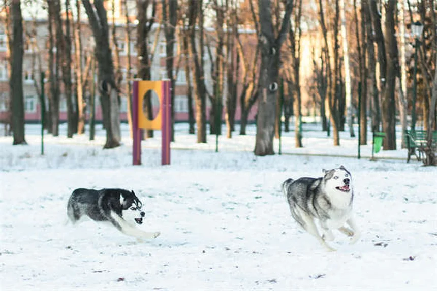 愛犬の安楽死を決断するタイミングと方法【獣医師が解説】