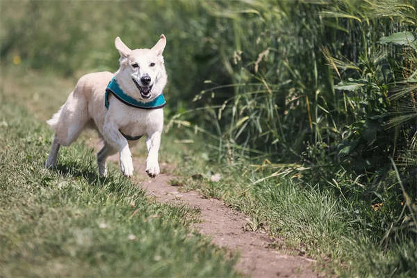 犬の花火恐怖症を克服する9つの簡単テクニック【獣医師推奨】