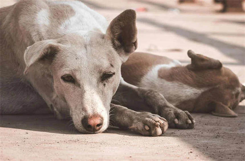 子犬の睡眠時間はどのくらい？12～20時間の理由と理想的な寝かしつけ方