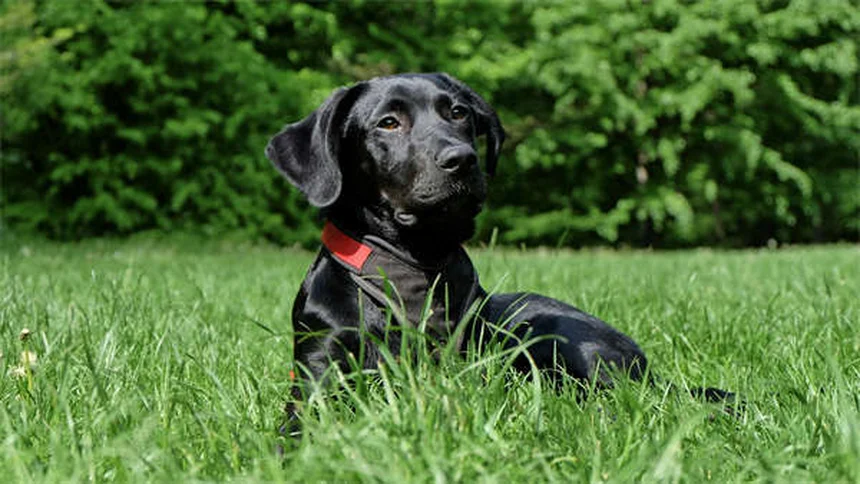 新生児の子犬がかわいい12の理由｜知られざる秘密を大公開