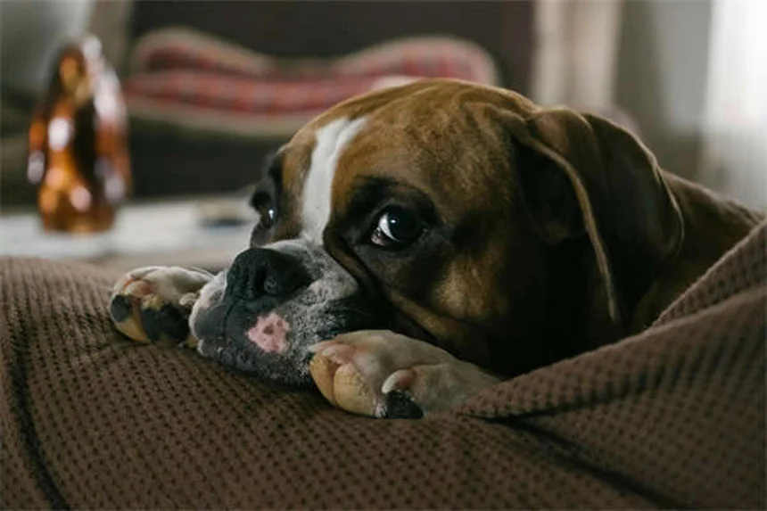 新生児の子犬がかわいい12の理由｜知られざる秘密を大公開