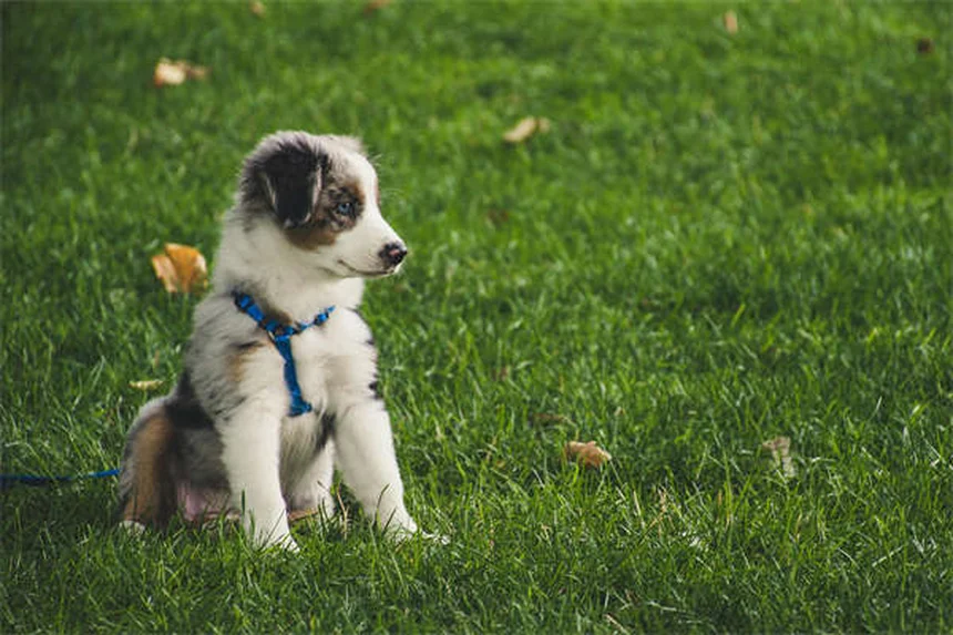 新生児の子犬がかわいい12の理由｜知られざる秘密を大公開