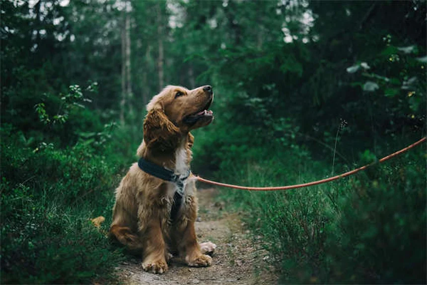 犬が遠吠えする理由5選！意外な心理と対処法を解説
