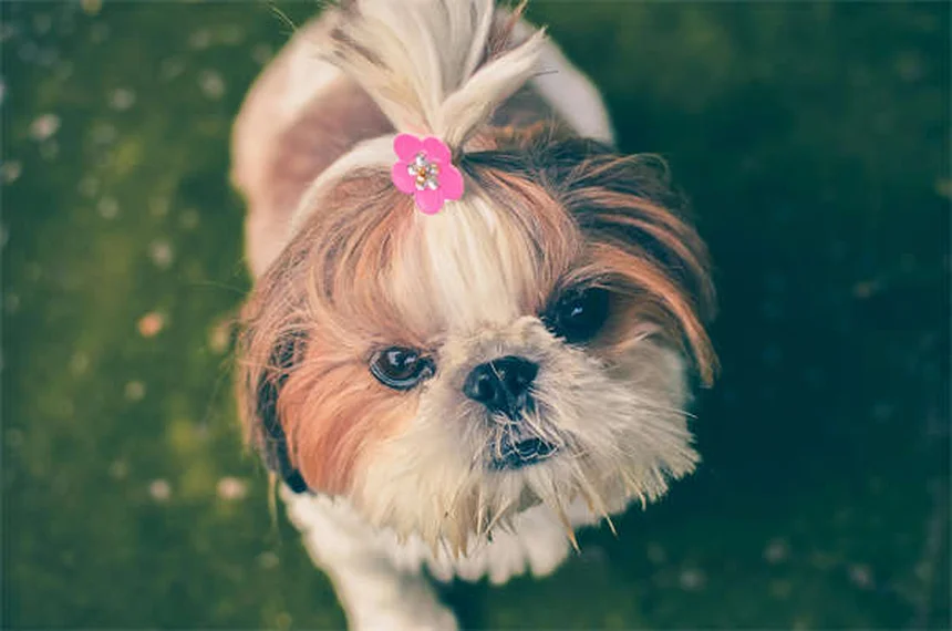 犬が一人好きな理由とは？内向的な愛犬との上手な付き合い方