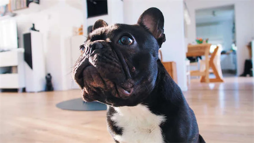 犬が一人好きな理由とは？内向的な愛犬との上手な付き合い方