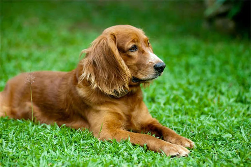 犬が一人好きな理由とは？内向的な愛犬との上手な付き合い方