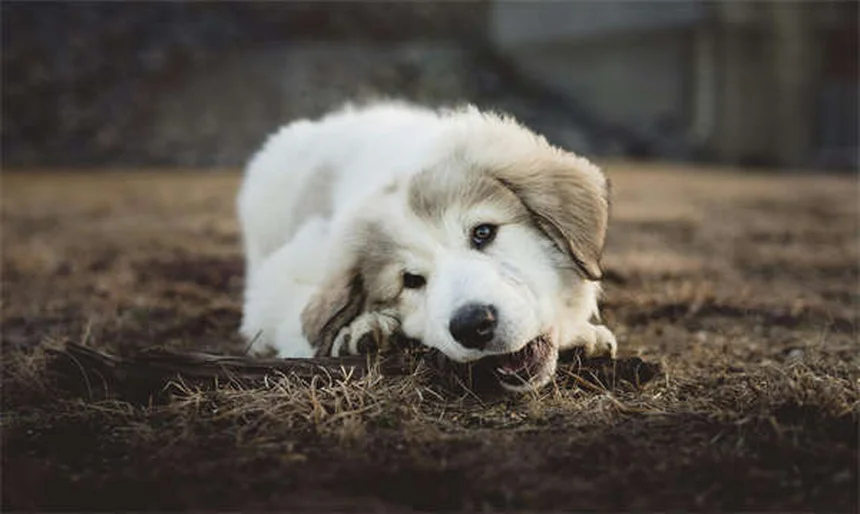 犬が一人好きな理由とは？内向的な愛犬との上手な付き合い方