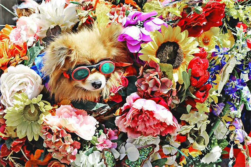 犬の寒さ対策完全ガイド！冬でも愛犬を暖かく保つ7つの方法