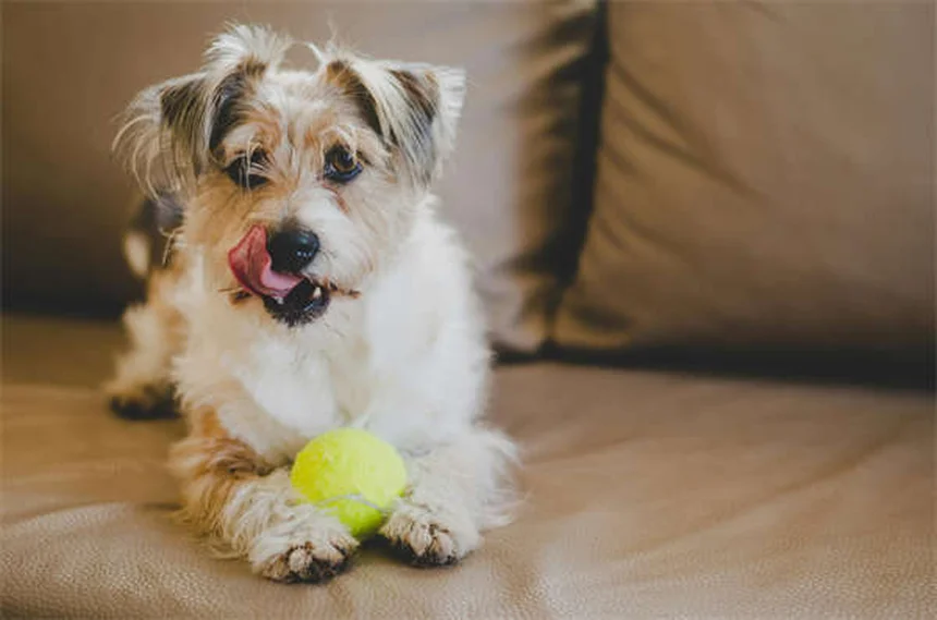 犬の寒さ対策完全ガイド！冬でも愛犬を暖かく保つ7つの方法