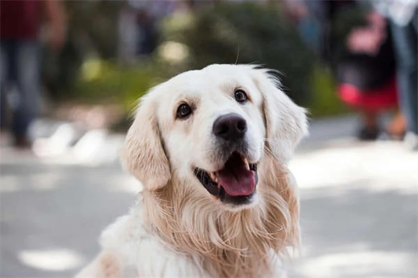 犬の寒さ対策完全ガイド！冬でも愛犬を暖かく保つ7つの方法