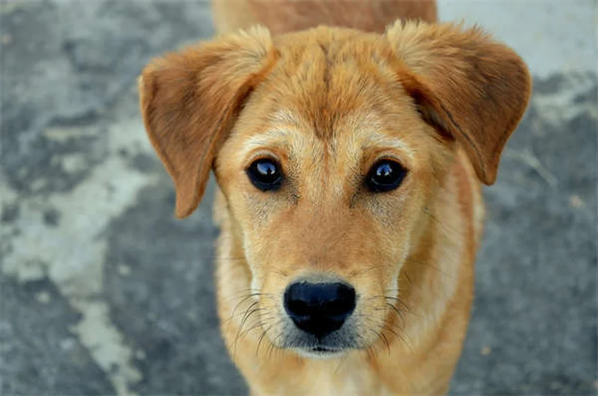 犬猫のメトロニダゾール：効果・副作用・正しい使い方【獣医師監修】