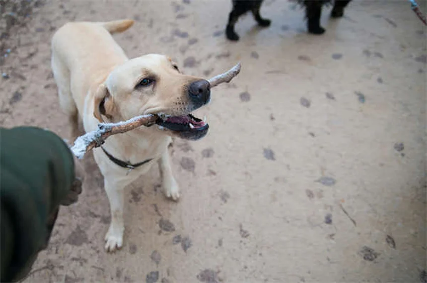 犬猫のメトロニダゾール：効果・副作用・正しい使い方【獣医師監修】