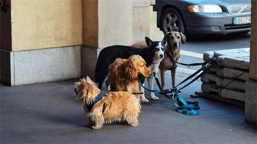 犬をソファに乗せても大丈夫?プロが教える正しい対処法5選