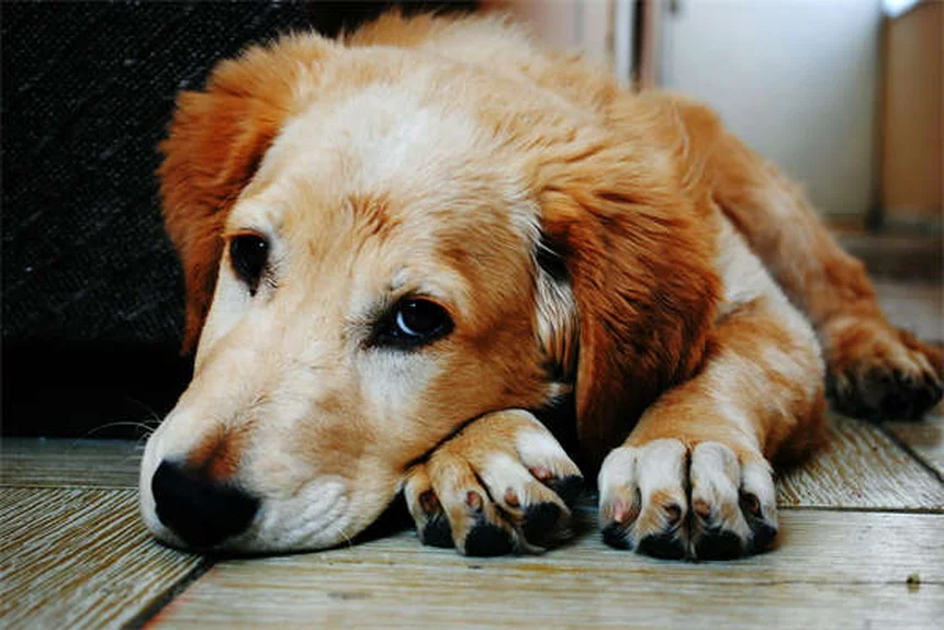 フェレットの狂犬病対策｜症状・予防法から飼い主が知るべきこと