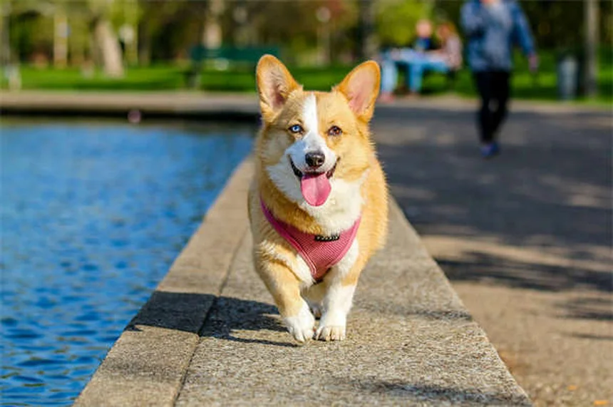 フェレットの狂犬病対策｜症状・予防法から飼い主が知るべきこと