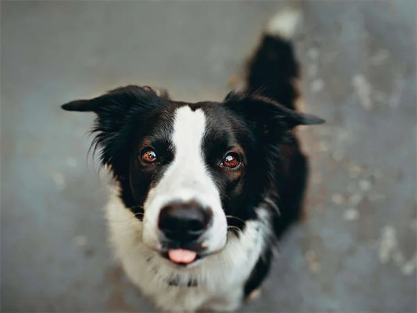犬のピカ症候群とは？症状・原因から対処法まで徹底解説