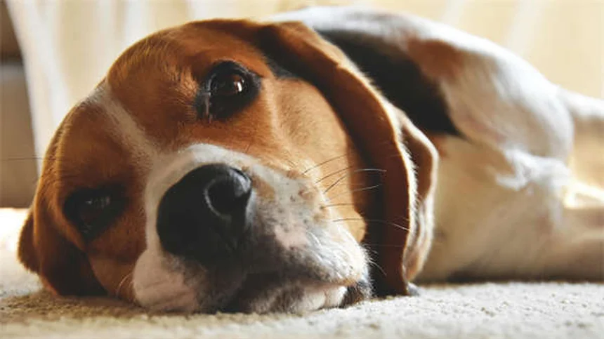 犬のピカ症候群とは？症状・原因から対処法まで徹底解説
