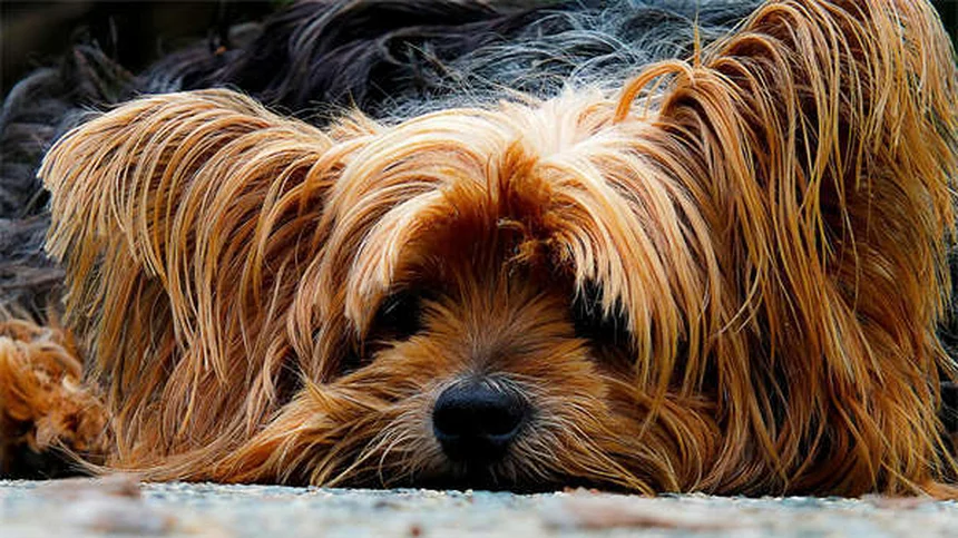 犬のピカ症候群とは？症状・原因から対処法まで徹底解説