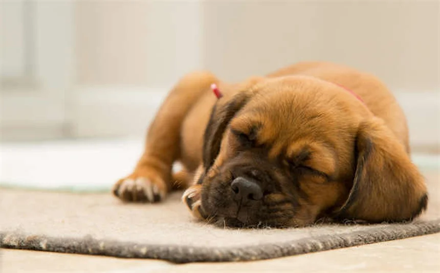 犬のフィラリア予防 自然療法は効果ある？獣医師が教える真実