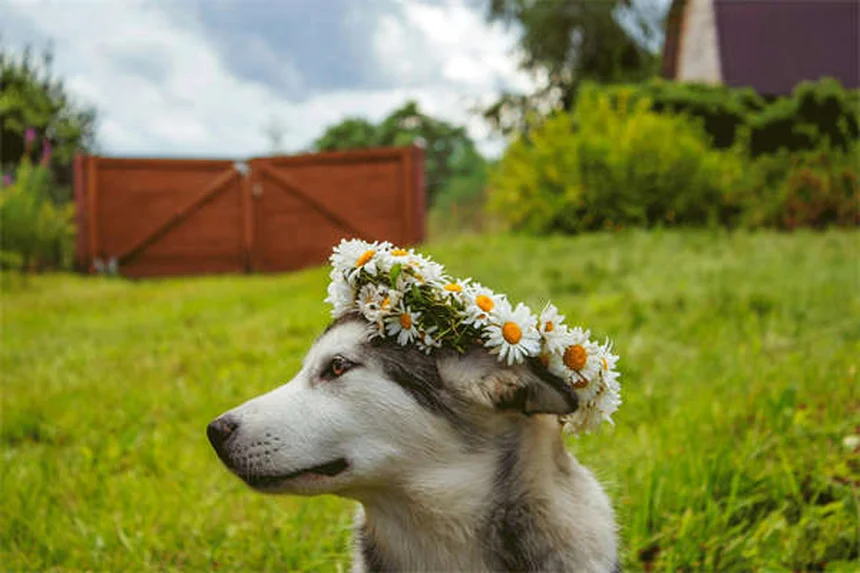 犬のフィラリア予防 自然療法は効果ある？獣医師が教える真実