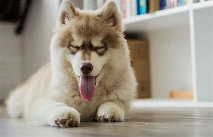 犬のフィラリア予防 自然療法は効果ある？獣医師が教える真実