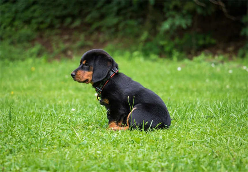 犬をソファに乗せても大丈夫？プロが教える正しい対処法5選