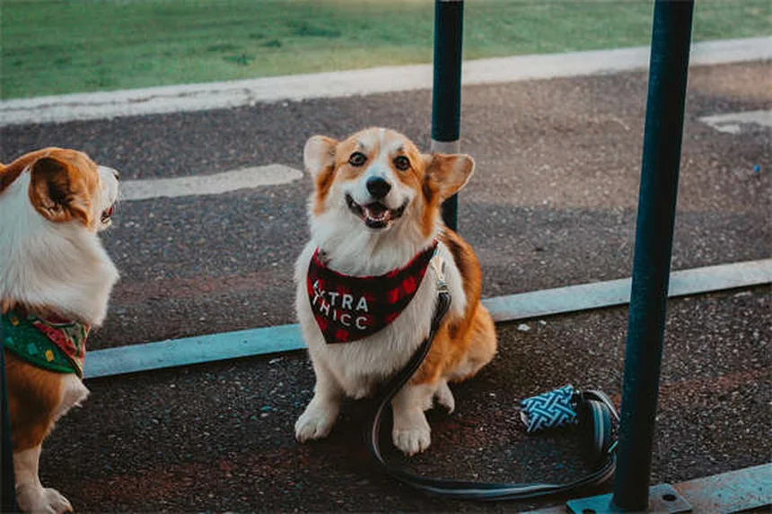 犬をソファに乗せても大丈夫？プロが教える正しい対処法5選