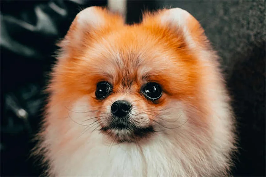 犬をソファに乗せても大丈夫？プロが教える正しい対処法5選