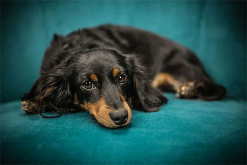 犬の肥満対策｜愛犬の健康を守る7つの方法