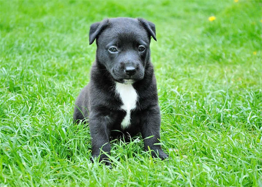 犬の肥満対策｜愛犬の健康を守る7つの方法