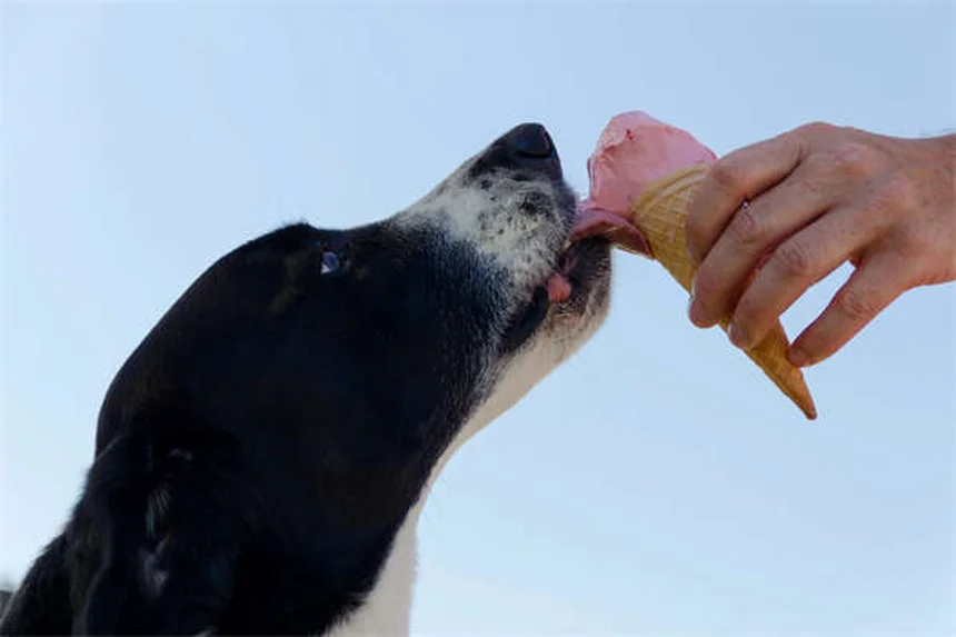 犬の肥満対策｜愛犬の健康を守る7つの方法