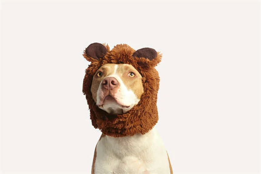 犬がため息をつく理由5選！愛犬の気持ちがわかるボディランゲージ解説